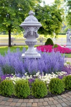 Blue Jean Baby Russian Sage (Perovskia) - 1 Gallon Pot 12 Blue Jean Baby Russian Sage (Perovskia) - 1 Gallon Pot -FruitTree Store perovskia atriplicifolia denim n lace russian sage 14 1