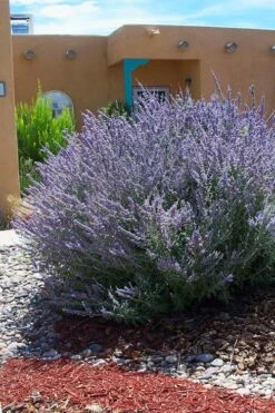 Russian Sage (Perovskia Atriplicifolia) - 1 Gallon Pot -FruitTree Store perovskia atriplicifolia russian sage 1