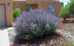 Russian Sage (Perovskia Atriplicifolia) - 1 Gallon Pot -FruitTree Store perovskia atriplicifolia russian sage 2