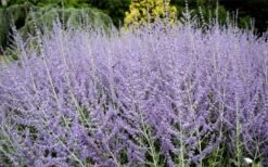 Russian Sage (Perovskia Atriplicifolia) - 1 Gallon Pot -FruitTree Store perovskia atriplicifolia russian sage 3