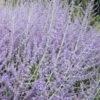 Russian Sage (Perovskia Atriplicifolia) - 1 Gallon Pot -FruitTree Store perovskia atriplicifolia russian sage 4