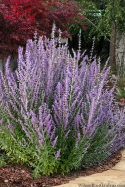 FruitTree Store 42 Sage Advice Russian Sage - 1 Gallon