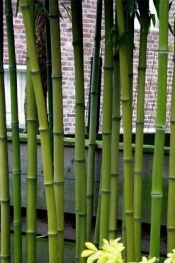 Incense Bamboo (Phyllostachys Atrovaginata) - 3 Gallon Pot 13 Incense Bamboo (Phyllostachys Atrovaginata) - 3 Gallon Pot -FruitTree Store phyllostachys atrovaginata incense bamboo 2