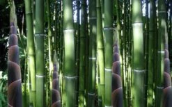 Incense Bamboo (Phyllostachys Atrovaginata) - 3 Gallon Pot 12 Incense Bamboo (Phyllostachys Atrovaginata) - 3 Gallon Pot -FruitTree Store phyllostachys atrovaginata incense bamboo 3