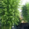 Incense Bamboo (Phyllostachys Atrovaginata) - 3 Gallon Pot -FruitTree Store phyllostachys atrovaginata incense bamboo 5