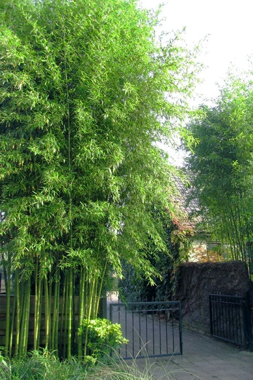Incense Bamboo (Phyllostachys Atrovaginata) - 3 Gallon Pot 3 Incense Bamboo (Phyllostachys Atrovaginata) - 3 Gallon Pot