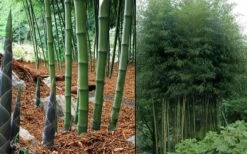 Incense Bamboo (Phyllostachys Atrovaginata) - 3 Gallon Pot 11 Incense Bamboo (Phyllostachys Atrovaginata) - 3 Gallon Pot -FruitTree Store phyllostachys atrovaginata incense bamboo 7