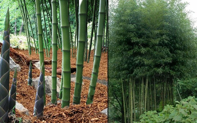 Incense Bamboo (Phyllostachys Atrovaginata) - 3 Gallon Pot 6 Incense Bamboo (Phyllostachys Atrovaginata) - 3 Gallon Pot - Image 4