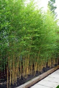 Koi Golden Bamboo (Phyllostachys Aurea 'Koi') - 3 Gallon Pot (4-6'+) -FruitTree Store phyllostachys aurea koi golden bamboo 100