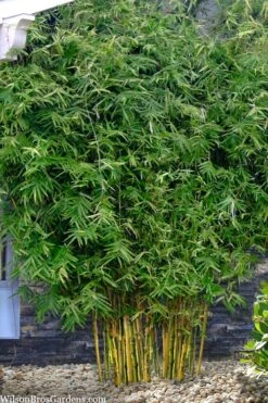 Koi Golden Bamboo (Phyllostachys Aurea 'Koi') - 3 Gallon Pot (2-4') 10 Koi Golden Bamboo (Phyllostachys Aurea 'Koi') - 3 Gallon Pot (2-4') -FruitTree Store phyllostachys aurea koi golden bamboo 101 1
