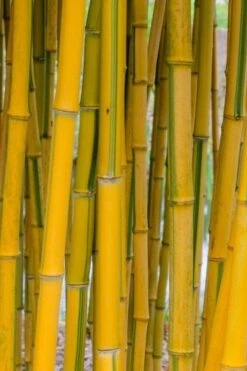 Green Groove Golden Bamboo - Phyllostachys Aureosulcata 'Spectabilis' - 3 Gallon Pot (4-6') -FruitTree Store phyllostachys aureosulcata spectabilis green groove bamboo 101