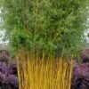 Green Groove Golden Bamboo - Phyllostachys Aureosulcata 'Spectabilis' - 3 Gallon Pot (2-4') -FruitTree Store phyllostachys aureosulcata spectabilis green groove bamboo 102 1