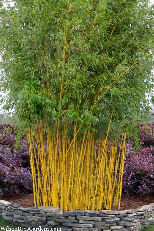 Green Groove Golden Bamboo - Phyllostachys Aureosulcata 'Spectabilis' - 3 Gallon Pot (2-4') 2 Green Groove Golden Bamboo - Phyllostachys Aureosulcata 'Spectabilis' - 3 Gallon Pot (2-4')