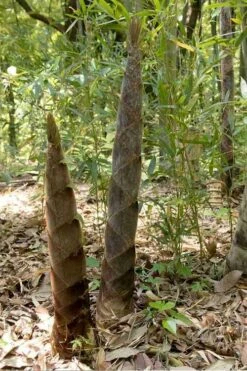 Moso Giant Bamboo (Phyllostachys Edulis 'Moso') - 3 Gallon Pot (4-6') -FruitTree Store phyllostachys edulis moso giant timber bamboo 100