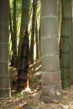 Moso Giant Bamboo (Phyllostachys Edulis 'Moso') - 3 Gallon Pot (2-4') -FruitTree Store phyllostachys edulis moso giant timber bamboo 101 1