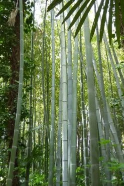 Moso Giant Bamboo (Phyllostachys Edulis 'Moso') - 3 Gallon Pot (4-6') -FruitTree Store phyllostachys edulis moso giant timber bamboo 105