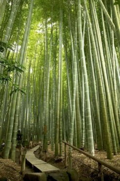 Moso Giant Bamboo (Phyllostachys Edulis 'Moso') - 3 Gallon Pot (2-4') -FruitTree Store phyllostachys edulis moso giant timber bamboo 106 1