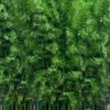 Meyer's Bamboo (Phyllostachys Meyeri) - 3 Gallon Pot -FruitTree Store phyllostachys meyeri meyers bamboo 1