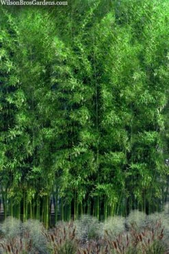 Meyer's Bamboo (Phyllostachys Meyeri) - 3 Gallon Pot