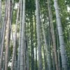 Henon Giant Gray Bamboo - Phyllostachys Nigra 'Henon' - 3 Gallon Pot (3-4') 2 Henon Giant Gray Bamboo - Phyllostachys Nigra 'Henon' - 3 Gallon Pot (3-4') -FruitTree Store phyllostachys nigra henon giant timber bamboo 100 1