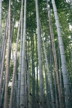 Henon Giant Gray Bamboo - Phyllostachys Nigra 'Henon' - 3 Gallon Pot (4-6')