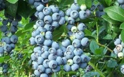Brightwell Rabbiteye Blueberry - 6 Pack Of 1 Gallon Pots -FruitTree Store picture 6424 brightwell rabbiteye blueberry