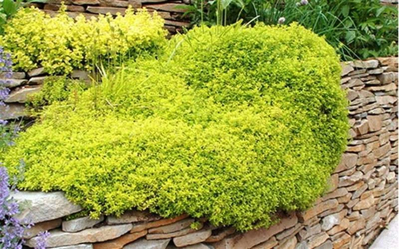 Archers Gold Lemon Thyme - Thymus Citriodorus - 5 Pack Of Pint Pots 6 Archers Gold Lemon Thyme - Thymus Citriodorus - 5 Pack Of Pint Pots - Image 4