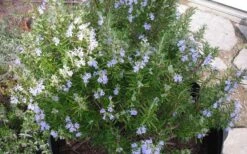 Tuscan Blue Rosemary - 5 Pack Of Quart Pots -FruitTree Store picture 8376 tuscan blue rosemary 1