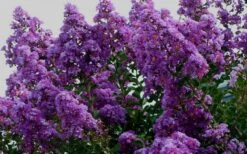 Twilight Purple Crape Myrtle - 5 Gallon Pot -FruitTree Store picture crape myrtle twilight 1 3