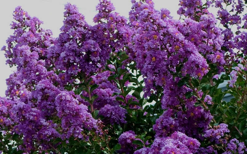 Twilight Purple Crape Myrtle - 6 Pack Of 1 Gallon Pots 9 Twilight Purple Crape Myrtle - 6 Pack Of 1 Gallon Pots - Image 7