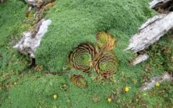 Elfin Creeping Thyme (Thymus Serpyllum 'Elfin') - 5 Pack Of Quart Pots -FruitTree Store picture creeping thyme elfin 4 1