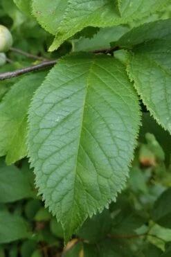 American Wild Plum Tree (Prunus Americana) - 1 Gallon Pot -FruitTree Store prunus americana american wild plum tree 10 1