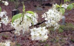 American Wild Plum Tree (Prunus Americana) - 1 Gallon Pot -FruitTree Store prunus americana american wild plum tree 11 1