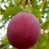 American Wild Plum Tree (Prunus Americana) - 1 Gallon Pot -FruitTree Store prunus americana american wild plum tree 3 1