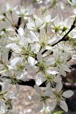 American Wild Plum Tree (Prunus Americana) - 1 Gallon Pot -FruitTree Store prunus americana american wild plum tree 5 1