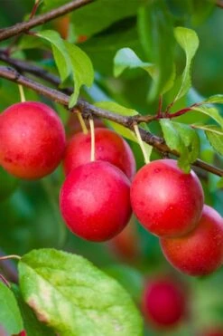 American Wild Plum Tree (Prunus Americana) - 3 Gallon Pot -FruitTree Store prunus americana american wild plum tree 6