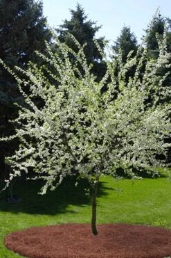 American Wild Plum Tree (Prunus Americana) - 1 Gallon Pot -FruitTree Store prunus americana american wild plum tree 9 1
