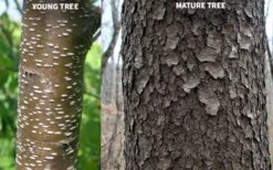 Wild Black Cherry Tree - 3 Gallon Pot 21 Wild Black Cherry Tree - 3 Gallon Pot -FruitTree Store prunus serotina wild black cherry tree 10