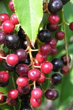 Wild Black Cherry Tree - 3 Gallon Pot 16 Wild Black Cherry Tree - 3 Gallon Pot -FruitTree Store prunus serotina wild black cherry tree 4
