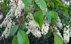 Wild Black Cherry Tree - 3 Gallon Pot 19 Wild Black Cherry Tree - 3 Gallon Pot -FruitTree Store prunus serotina wild black cherry tree 8