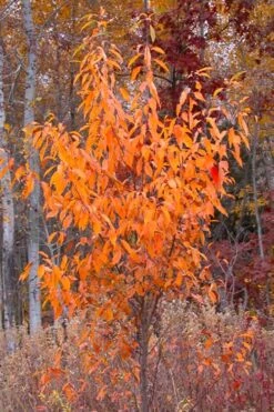 Wild Black Cherry Tree - 3 Gallon Pot 20 Wild Black Cherry Tree - 3 Gallon Pot -FruitTree Store prunus serotina wild black cherry tree 9