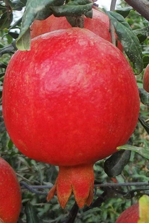 Russian Cold Hardy Pomegranate - 3 Gallon Pot 3 Russian Cold Hardy Pomegranate - 3 Gallon Pot
