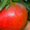 Austin Pomegranate - 3 Gallon Pot -FruitTree Store punicum granatum austin pomegranate 1