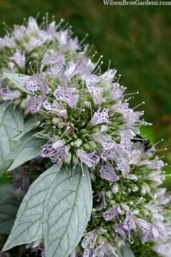 Silver Leaf Mountain Mint (Pycnanthemum Incanum) - 1 Gallon Pot -FruitTree Store pycnanthemum incanum hoary silver leaf mint 1