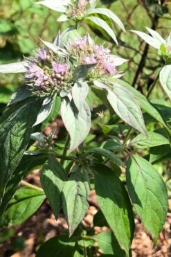 Silver Leaf Mountain Mint (Pycnanthemum Incanum) - 1 Gallon Pot -FruitTree Store pycnanthemum incanum hoary silver leaf mint 2