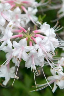 White Alabama Native Azalea (Rhododendron Alabamense) - 3 Gallon Pot -FruitTree Store rhododendron alabamense alabama native azalea 3