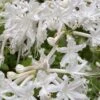 White Alabama Native Azalea (Rhododendron Alabamense) - 3 Gallon Pot 1 White Alabama Native Azalea (Rhododendron Alabamense) - 3 Gallon Pot -FruitTree Store rhododendron alabamense alabama native azalea 5