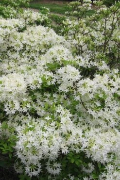 White Alabama Native Azalea (Rhododendron Alabamense) - 3 Gallon Pot -FruitTree Store rhododendron alabamense alabama native azalea 6