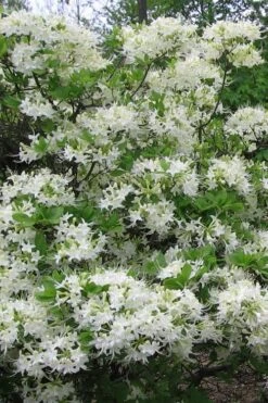 White Alabama Native Azalea (Rhododendron Alabamense) - 3 Gallon Pot -FruitTree Store rhododendron alabamense alabama native azalea 8