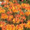 Florida Flame Native Azalea (Rhododendron Austrinum) - 3 Gallon Pot 2 Florida Flame Native Azalea (Rhododendron Austrinum) - 3 Gallon Pot -FruitTree Store rhododendron austrinum florida flame native azalea 11